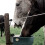 abbeveratoio per mucche dispenser 8