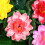 5Pcs 10Cm Artificial Lotus Water Lily Floating Pond Plants 11