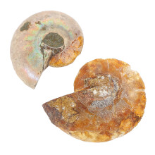 2 ammoniet fossielen, paleontologie laboratoriumbenodigdheden