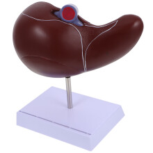 anatomisches lebermodell medizinisches lehrmodell mit sockel