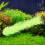 fish breeding grass spawning and decorative aquarium grass for fish 4