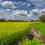 ricefield aal-fangnetz -krabbenfalle hummerköderfalle 2
