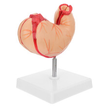 1 Stk. Magen anatomisches Modell Lehr- Demonstrationsgerät
