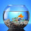 set verlichte aquariumstenen van visbak, gemengde kleuren 10
