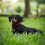 5/6 FT Strong Pet Dog Leash with Highly Reflective Threads,360 No Tangles and Comfortable Padded Handle 9