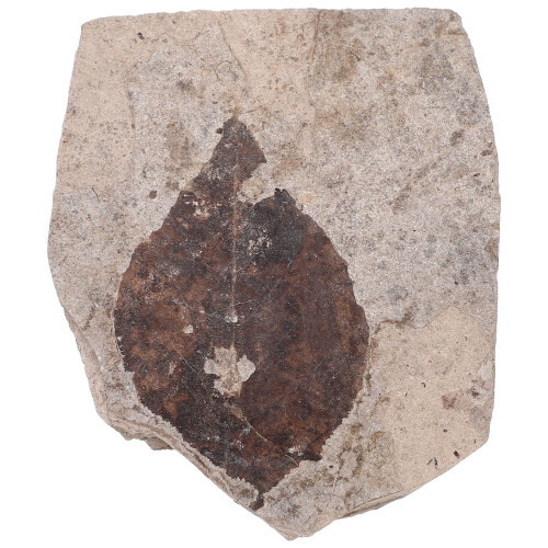 especimen fosilizada para enseñanza científica, natural 1