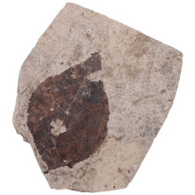 especimen fosilizada para enseñanza científica, natural
