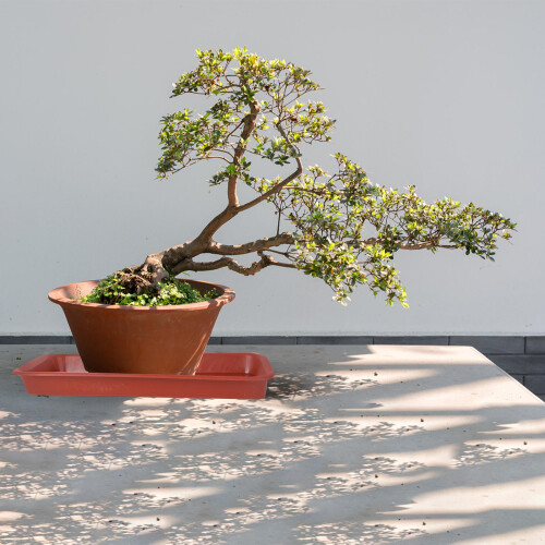 10 unidades para plástico base oblonga e plantas 2