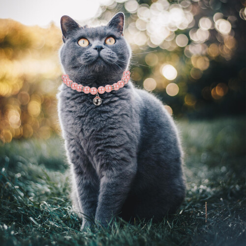 2 . coleira ajustável para gatinho e cachorro com enfeite 1