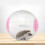 de exercício para hamster, brinquedo de corrida e atividade 2