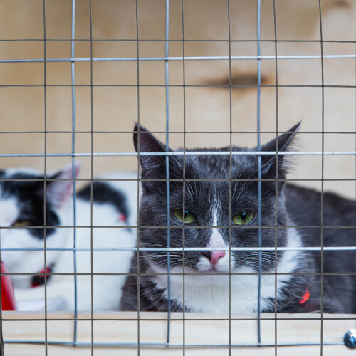 4 housses pour cage à , filets de clôture (noir) 1