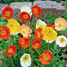 Poppy Iceland Mixed – A Garden's Crown Jewel