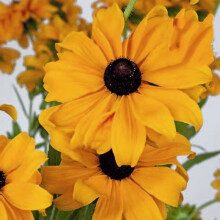 Rudbeckia Marmalade. Golden-Orange Black-Eyed Susan Seeds