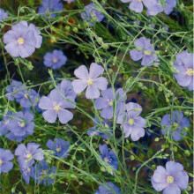Linium Perenne Sapphire Blue – Perennial Flax Seeds