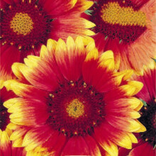 Gaillardia Grandiflora Single Mixed – A Vibrant Garden Favourite