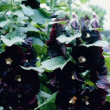 Hollyhocks Nigra' Single (Alcea rosea) – Heritage Variety