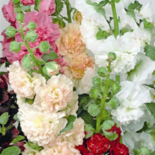 Hollyhocks Double Mixed – A Timeless Garden Favourite