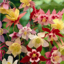 Aquilegia McKana Giant Mixed: Columbine