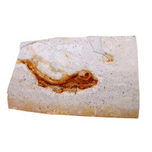 Paleontology Fish Specimen Educational Sample Fossil Fish Model For Classroom Teaching Research Home Decor Lab Display