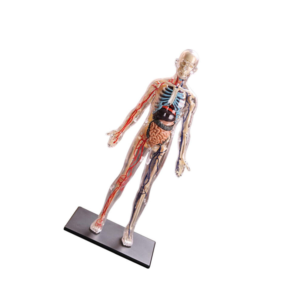 Fun and Educational Squishy Human Body Anatomy Teaching Internal Organ-image-OPC-PKR5R55-NEW