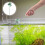 Aquarium Betta Fish Training Betta Fish Training Fish Tank Betta 6