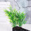 Artificial Water Grass Plastic Tank Accessories 1pcs 9