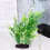 Artificial Water Grass Plastic Tank Accessories 1pcs 6
