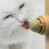 commestibile catnip e per , snack 11