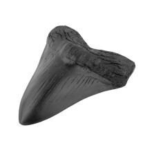 Black Shark Tooth Model Decoration Resin Fossilized Megalodon Tooth 1 Piece Display Replica
