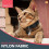 (Default) Reflective Cat Collar with Safety Release | ID Tag Bell | Quick Adjustable 6 Pack 5