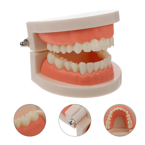 Childrens Teeth Model For Education Standard Brushing Practice 2