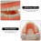 Childrens Teeth Model For Education Standard Brushing Practice 11