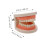 Childrens Teeth Model For Education Standard Brushing Practice 2