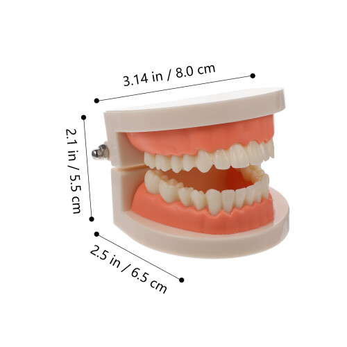 Childrens Teeth Model For Education Standard Brushing Practice 1