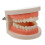 Childrens Teeth Model For Education Standard Brushing Practice 1