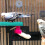 bird perch stand with claw and for small birds 3