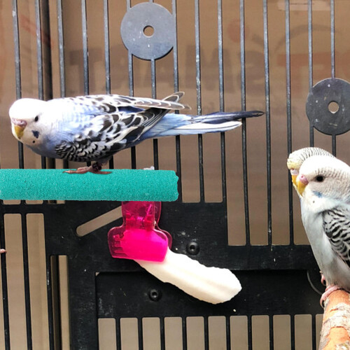 bird perch stand with claw and for small birds 2