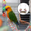 1Set Decoratieve Gras Vogel Schommel Parkiet En 10