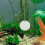 Fish Tank Floating Ornament Aquarium Betta Training Mirror 5