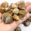 1 pack brachiopod for classroom teaching and decoration 7