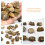 1 pack brachiopod for classroom teaching and decoration 11
