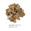 1 pack brachiopod for classroom teaching and decoration 2