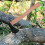 Replacement Wooden Handle For Shovel, Axe And Garden Tools 3