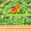 Bird Perch, Vogelkooistander Papegaaien 10