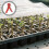 -pack kunststoff gemüseveredlungsclips für gartenranken 10