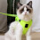 Vest Type Pet Harness Breathable Cat Chest Strap Fruit Green Size M 2