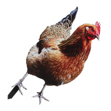 outdoor chicken yard sign acrylic stake for garden courtyard