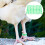 100pcs numbered chicken foot marking rings identification bands green 6