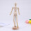 gewrichtsfiguur decoratief model fotoprop huishoudelijk 6