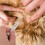 2 rvs vlooienpincet kat en hond ( ) 10